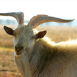 Catalina Goat