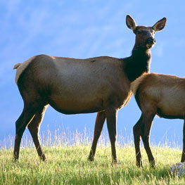 Cow Elk Hunting