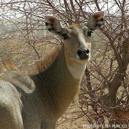 Nilgai Cow