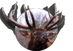 Hunt Native Game