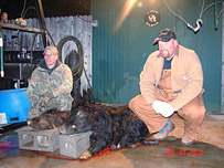 Texas Wild Pig Hunting